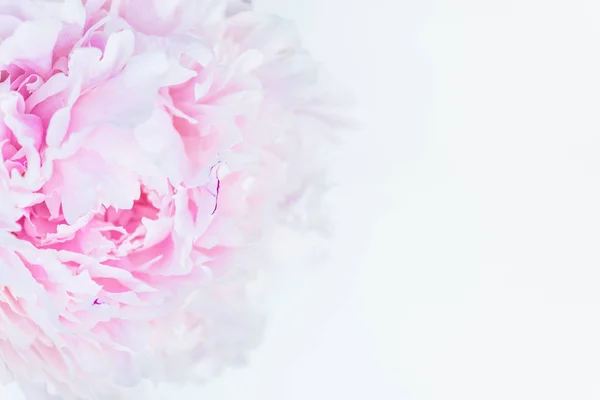 Свіжа купа рожевих і білих півоній — стокове фото