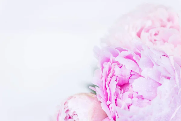 Verse bos van roze en witte pioenrozen — Stockfoto
