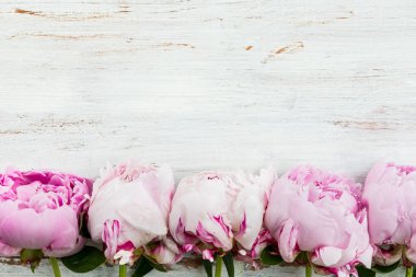 Taze pembe şakayıklar.