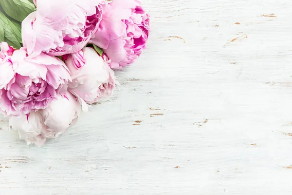 新鲜的粉红牡丹 — 图库照片