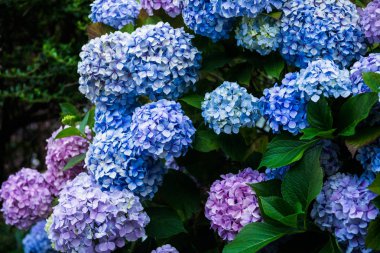 Bahçedeki ortanca çiçekleri