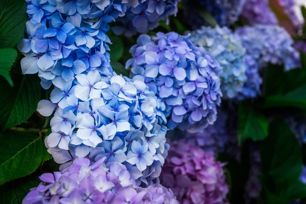 Kwiaty hortensji w ogrodzie — Zdjęcie stockowe