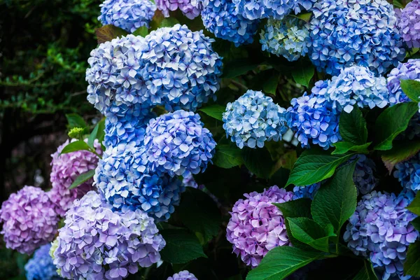 Kwiaty hortensji w ogrodzie — Zdjęcie stockowe