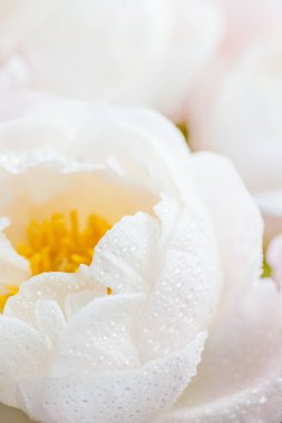 Güzel beyaz Çin peonies buket