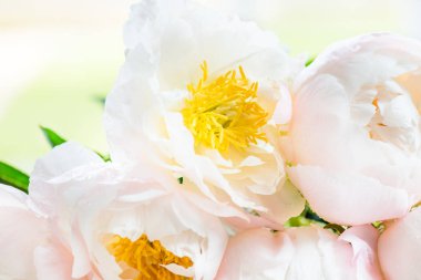 Güzel beyaz Çin peonies buket