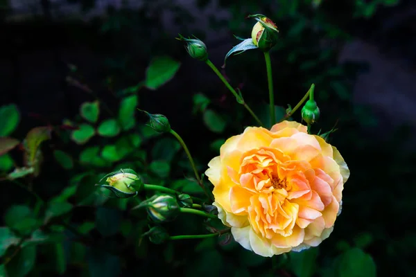 Bellissimo giardino rosa in giardino — Foto Stock