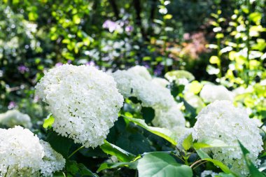  Bahçedeki ortanca çiçekleri