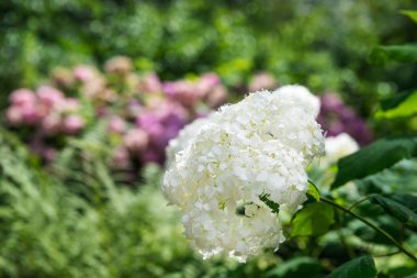  Bahçedeki ortanca çiçekleri