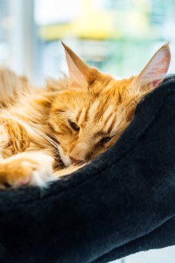 Dev zencefil Maine Coone kedi