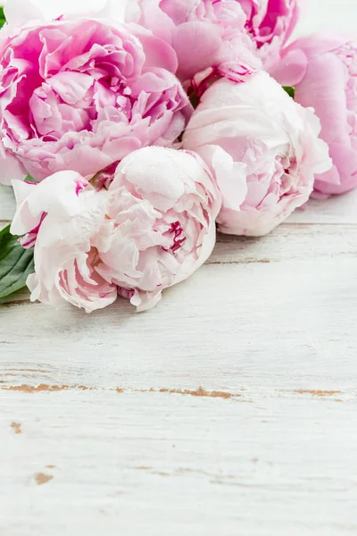 Verse bos roze pioenrozen — Stockfoto