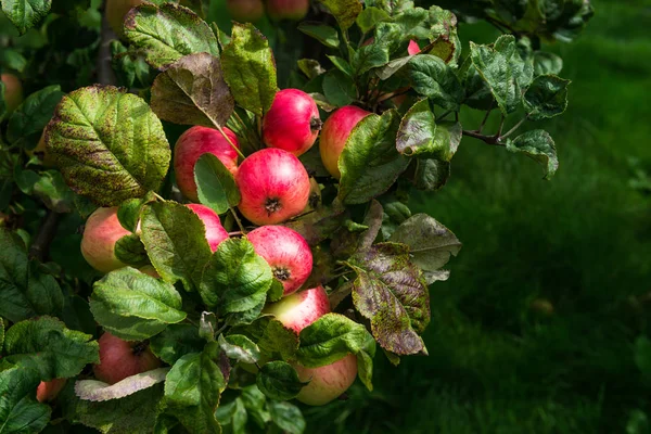 Äppelträd i trädgården under hösten, Storbritannien — Stockfoto