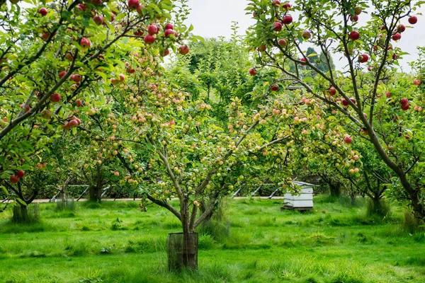 Jabłoni w ogrodzie podczas jesieni, Wielka Brytania — Zdjęcie stockowe