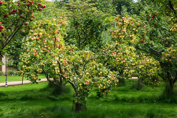 Manzanos en el jardín durante el otoño, Reino Unido — Foto de Stock