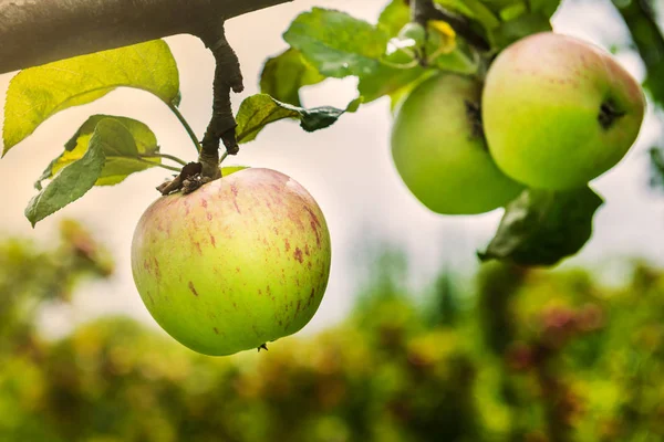 Äppelträd i trädgården under hösten, Storbritannien — Stockfoto