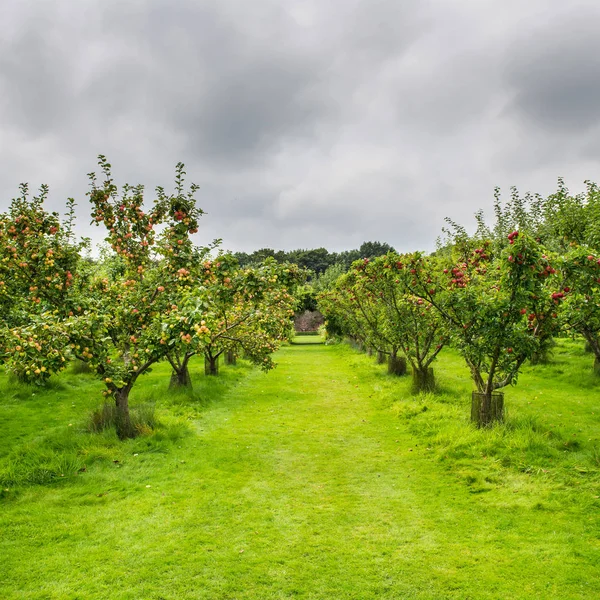 Äppelträd i trädgården under hösten, Storbritannien — Stockfoto