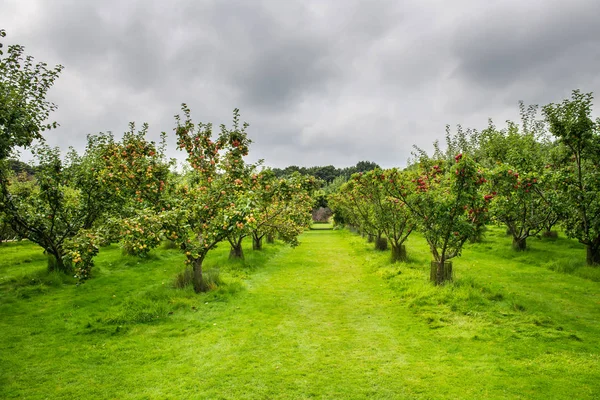 Jabłoni w ogrodzie podczas jesieni, Wielka Brytania — Zdjęcie stockowe