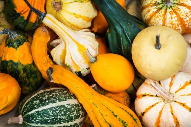 renkli süs pumpkins, su kabakları ve squashes içinde belgili tanımlık çarşı