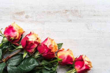 İki renkli gül güzel grup