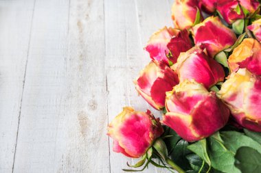 İki renkli gül güzel grup