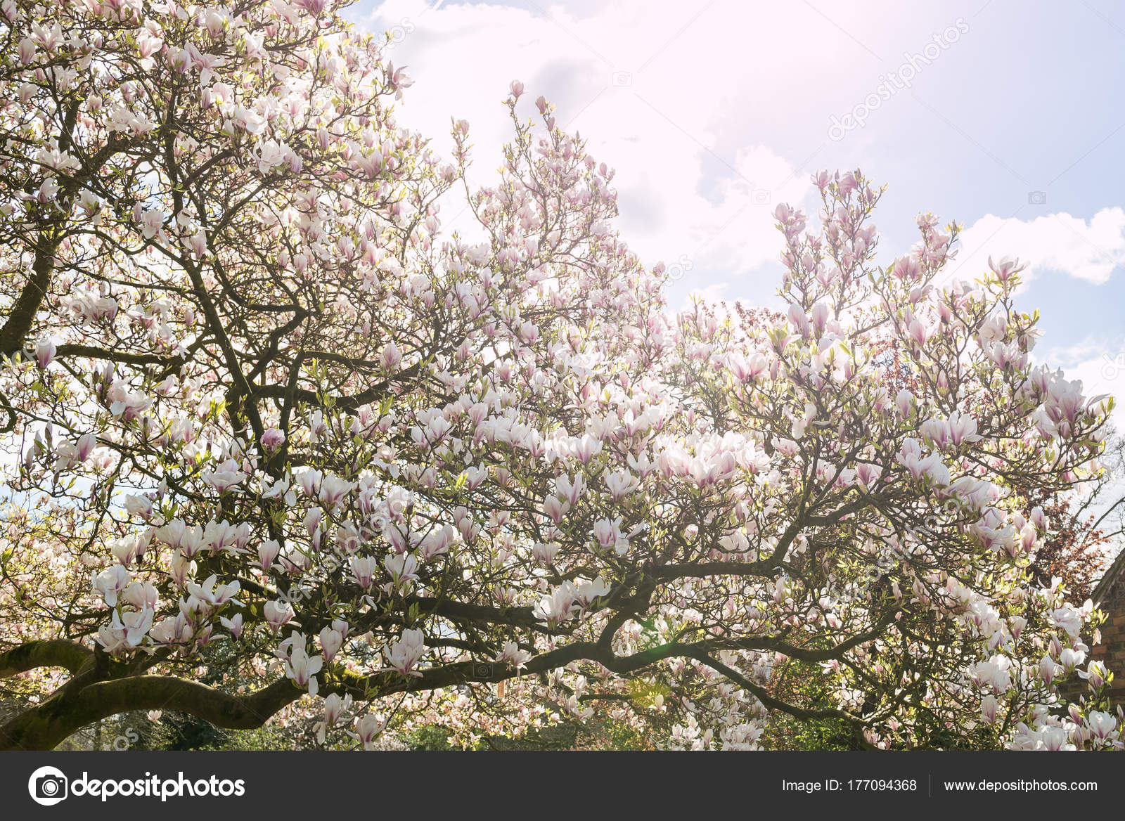 PHPNUKE SCARICA