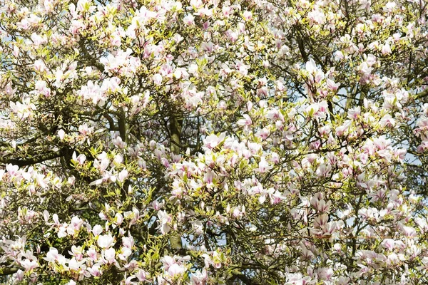 Magnolia Tree com flores florescendo durante a primavera em Englis — Fotografia de Stock