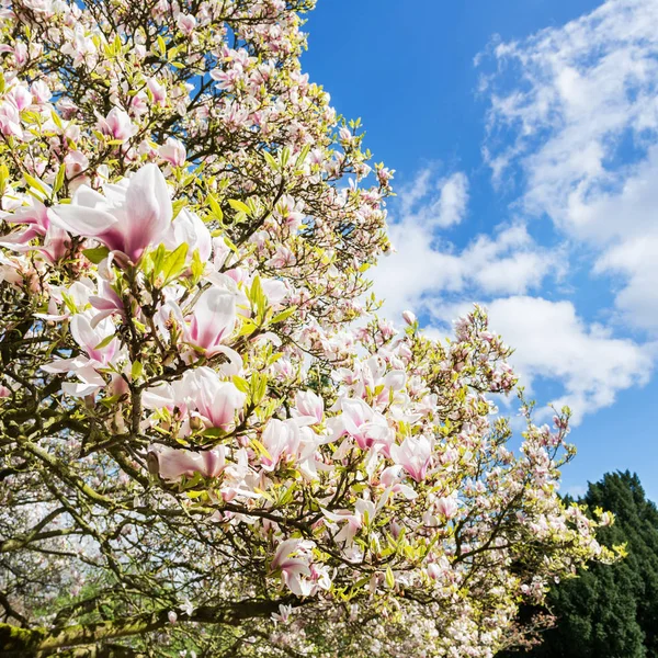 Magnolia Árbol con Flores Florecientes durante la Primavera en Englis — Foto de Stock