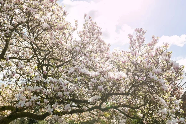Magnolia drzewo z kwitnących kwiatów podczas wiosny w Braszowie — Zdjęcie stockowe