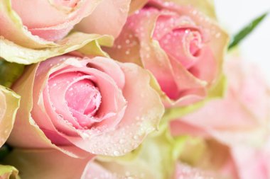 İki renkli gül güzel grup