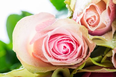 İki renkli gül güzel grup