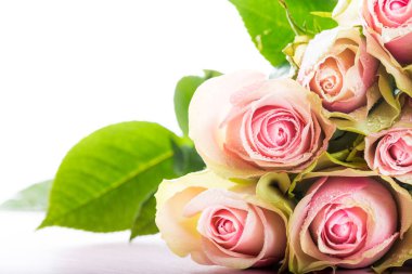 İki renkli gül güzel grup