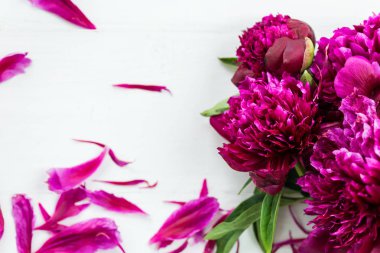 Işık arka plan üzerinde koyu mor peonies taze demet