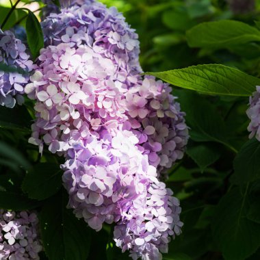 Bahçedeki ortanca çiçekleri