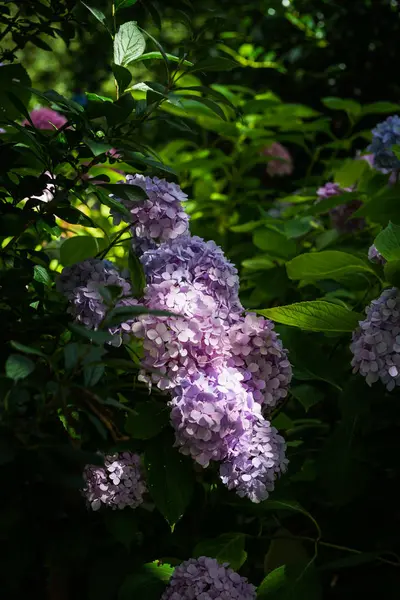 Hortênsia flores no jardim — Fotografia de Stock