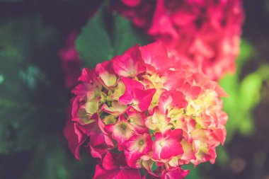 Bahçedeki ortanca çiçekleri