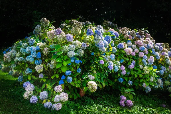 Bahçedeki ortanca çiçekleri — Stok fotoğraf