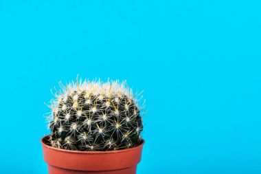 Küçük kaktüs parlak Neon zemin üzerine tencerede. Doymuş IMAG