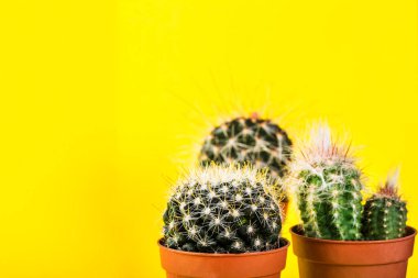 Küçük kaktüs parlak Neon zemin üzerine tencerede. Doymuş IMAG