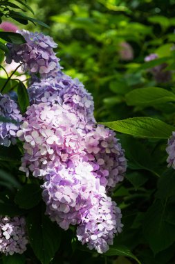 Bahçedeki ortanca çiçekleri