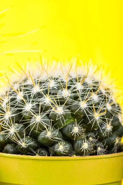 Malý kaktus v hrnci na pozadí sytě křiklavě. Nasycený Imag — Stock fotografie