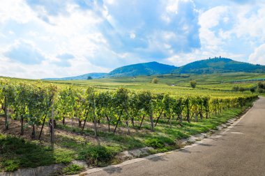 Sonbahar hasat mevsiminde gün batımında üzüm bağları