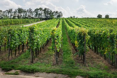 Sonbahar hasat mevsiminde gün batımında üzüm bağları