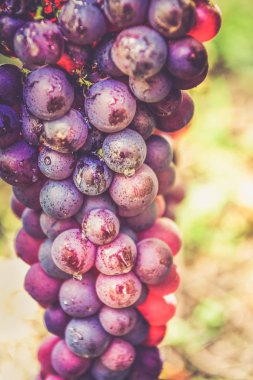 Alsace, Fransa 'da sonbaharda olgun üzümler 