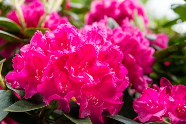 Angielski ogród publiczny w późną wiosną z kwitnących rododendronów — Zdjęcie stockowe