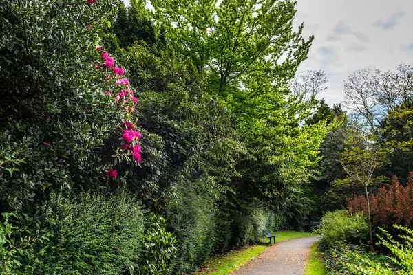 Jardín público inglés a finales de primavera con rododendros florecientes —  Fotos de Stock