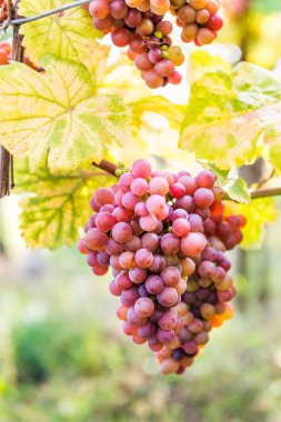 Alsace, Fransa 'da sonbaharda olgun üzümler