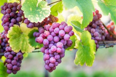 Alsace, Fransa 'da sonbaharda olgun üzümler