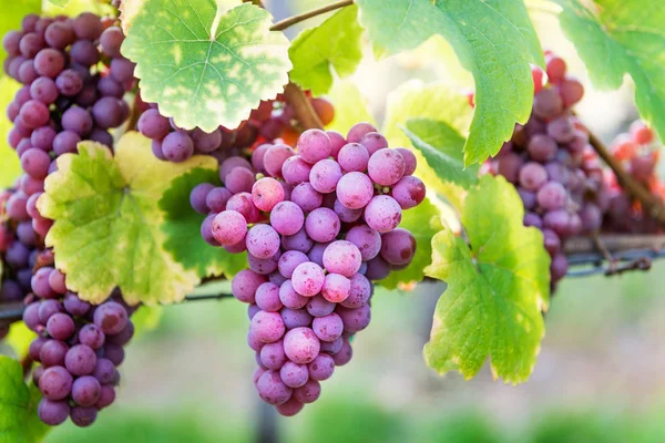 Alsace, Fransa 'da sonbaharda olgun üzümler