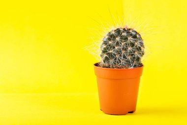 Küçük kaktüs parlak Neon zemin üzerine tencerede. Doymuş IMAG
