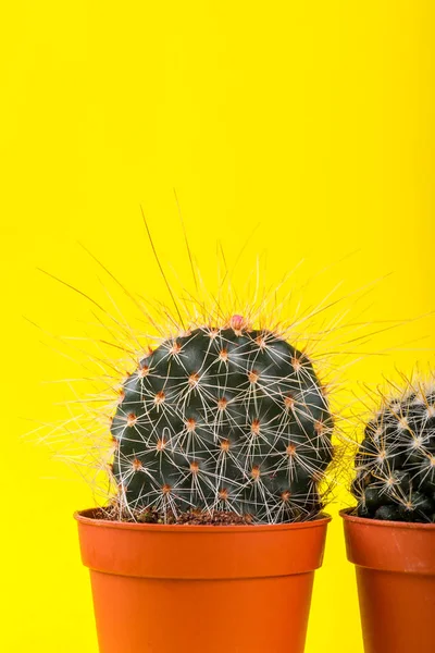 Malý kaktus v hrnci na pozadí sytě křiklavě. Nasycený Imag — Stock fotografie