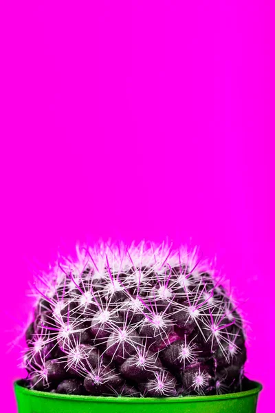 Tiny Kaktus w doniczce na tle jasny Neon. Nasycone Imag — Zdjęcie stockowe